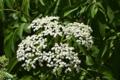 Sambucus canadensis