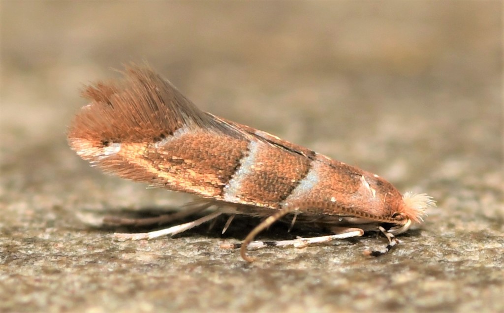 maple leafblotch miner