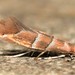 Maple Leafblotch Miner - Photo (c) edporopat, some rights reserved (CC BY-NC), uploaded by edporopat