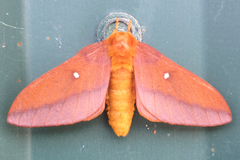 Anisota virginiensis