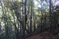 Nothofagus glauca