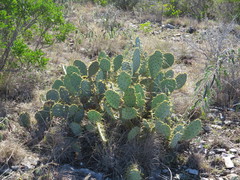 Opuntia cacanapa