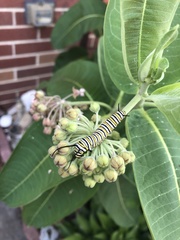 Danaus plexippus