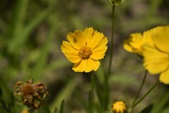 Coreopsis lanceolata
