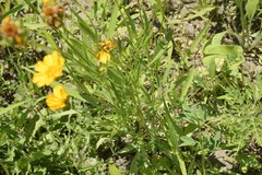 Coreopsis lanceolata