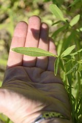 Coreopsis lanceolata