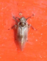 Javesella pellucida