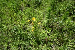 Coreopsis lanceolata
