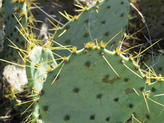 Opuntia cacanapa