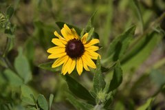 Rudbeckia hirta