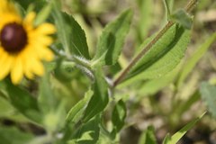 Rudbeckia hirta