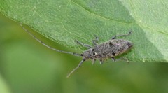 Microgoes oculatus