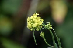 Brassiceae
