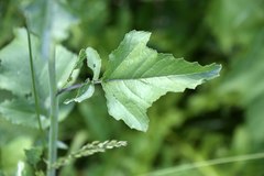 Brassiceae