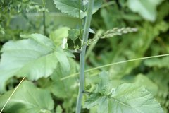 Brassiceae