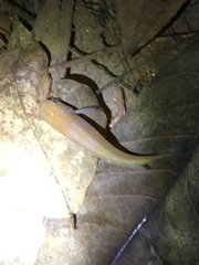 Anablepsoides hartii