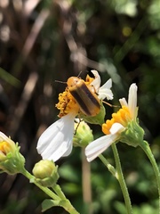 Nemognatha punctulata