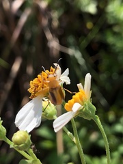Nemognatha punctulata