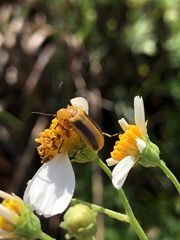 Nemognatha punctulata