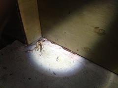 Cemophora coccinea copei