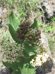 Asclepias notha