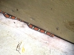 Cemophora coccinea copei