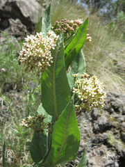 Asclepias notha