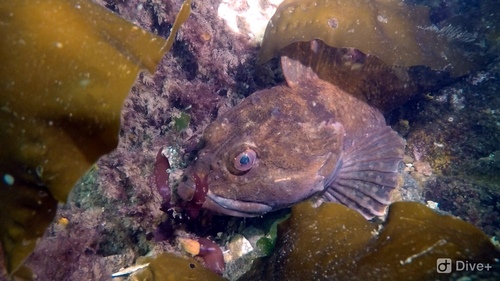 Shorthorn Sculpin