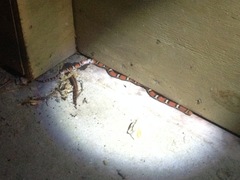 Cemophora coccinea copei