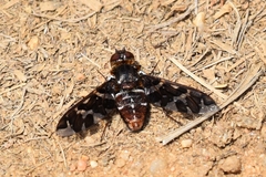 Exoprosopa caliptera