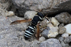 Euodynerus exoglyphus