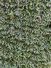 Jubula pennsylvanica