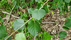 Rosaceae