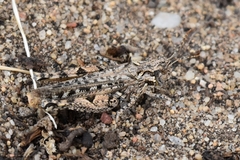 Psoloessa delicatula