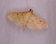 Herpetogramma fluctuosalis