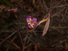 Clarkia franciscana