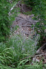 Nepeta × faassenii
