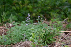 Nepeta × faassenii