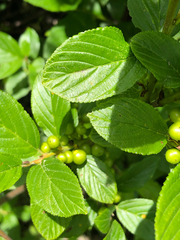 Rhamnus alnifolia