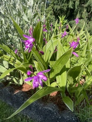 Bletilla