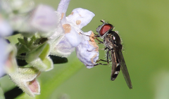 Platycheirus fenestrata