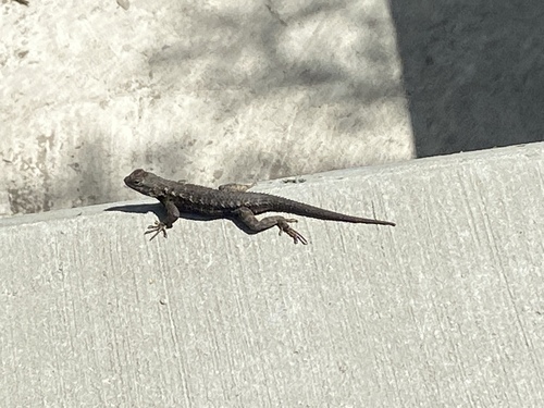 iNaturalist observation photo of Western Fence Lizard