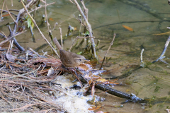 Troglodytes aedon brunneicollis