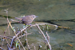 Troglodytes aedon brunneicollis