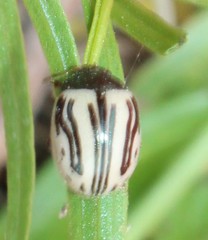 Zygogramma disrupta