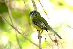 Yellow-Olive Flycatcher photo 5