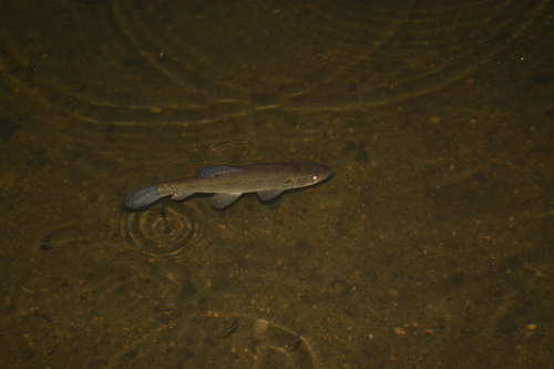 Tiger fish (Hoplias microlepis) — Erythrinidae — 4