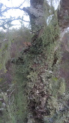 Ramalina usnea