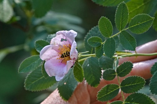 iNaturalist observation photo of California Wild Rose