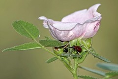 Merhynchites bicolor